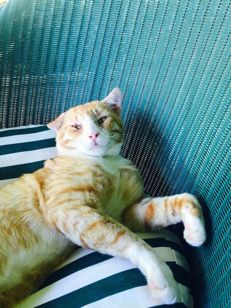 WaimeaPlantationCottagesKitty-768x1024