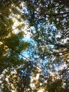 Looking up through the trees