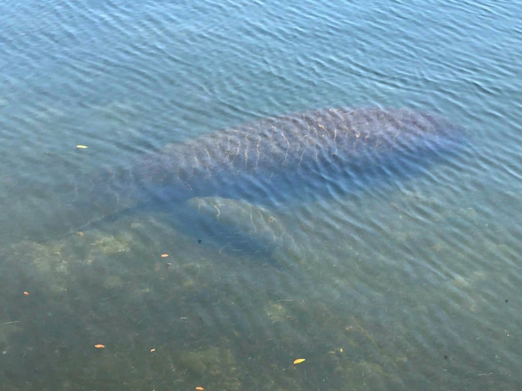 Manatee Mom and Baby