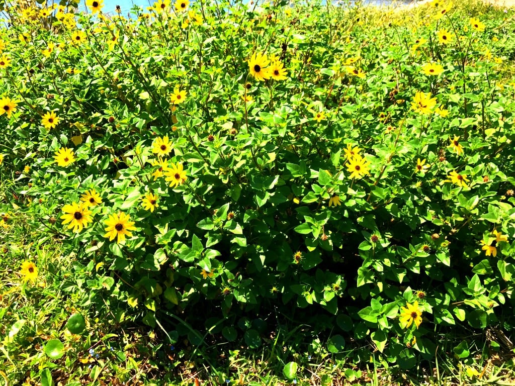 pretty yellow flowers