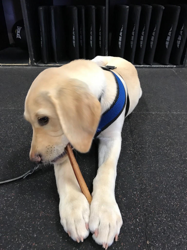 cute puppy