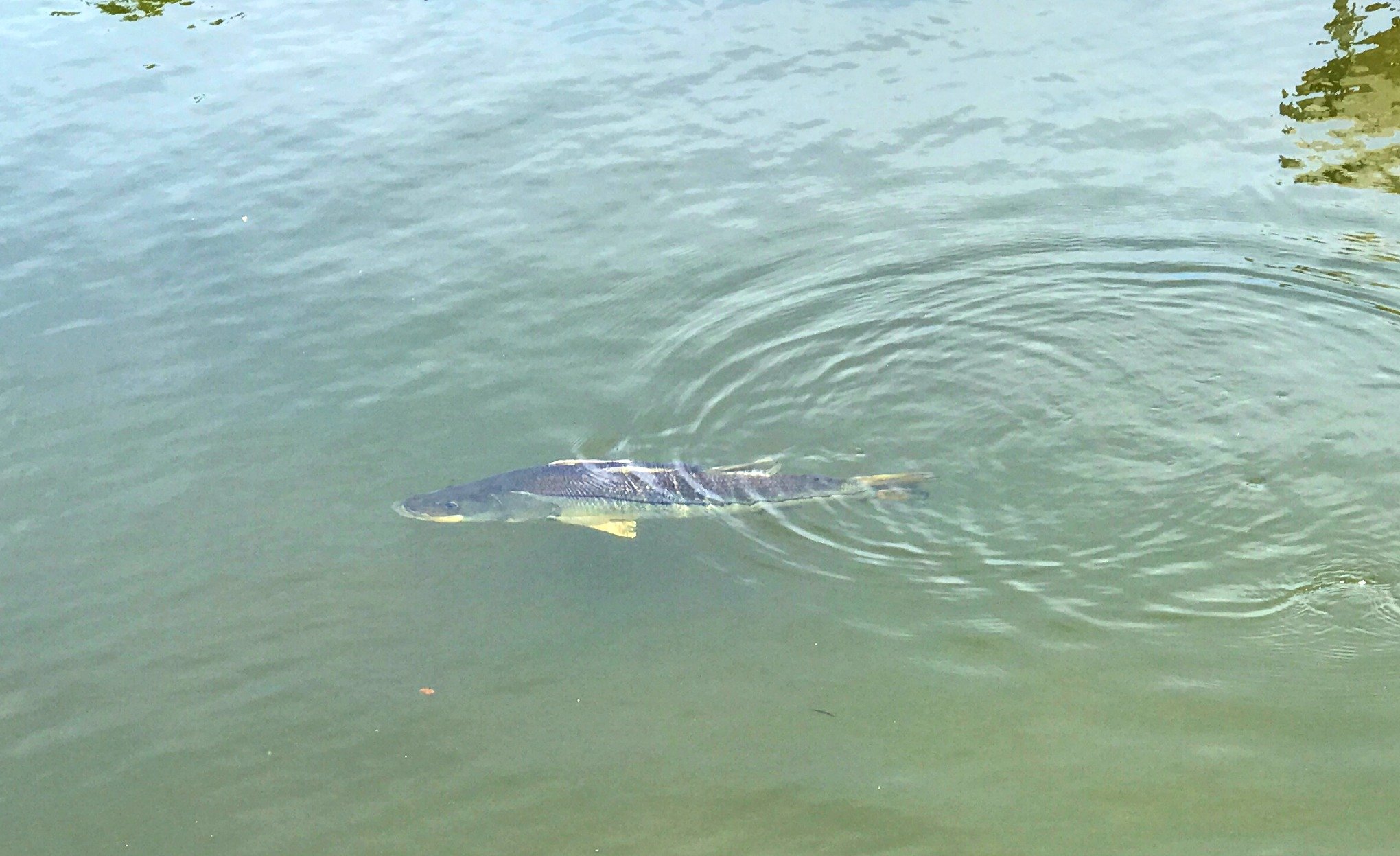 giant snook