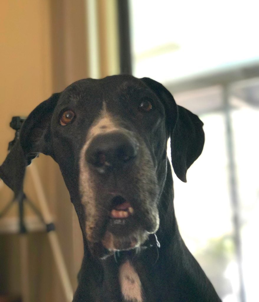 Aloha The Great Dane