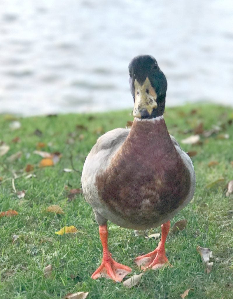 duck at Epcot