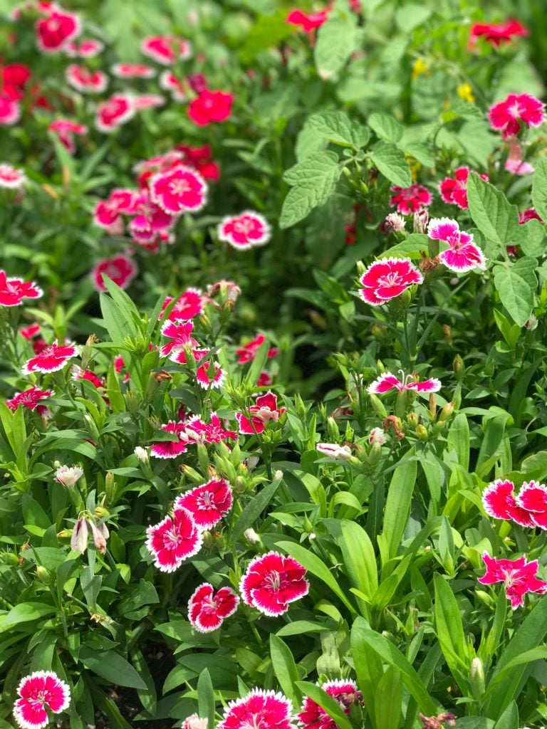 Epcot Flower and Garden Festival 